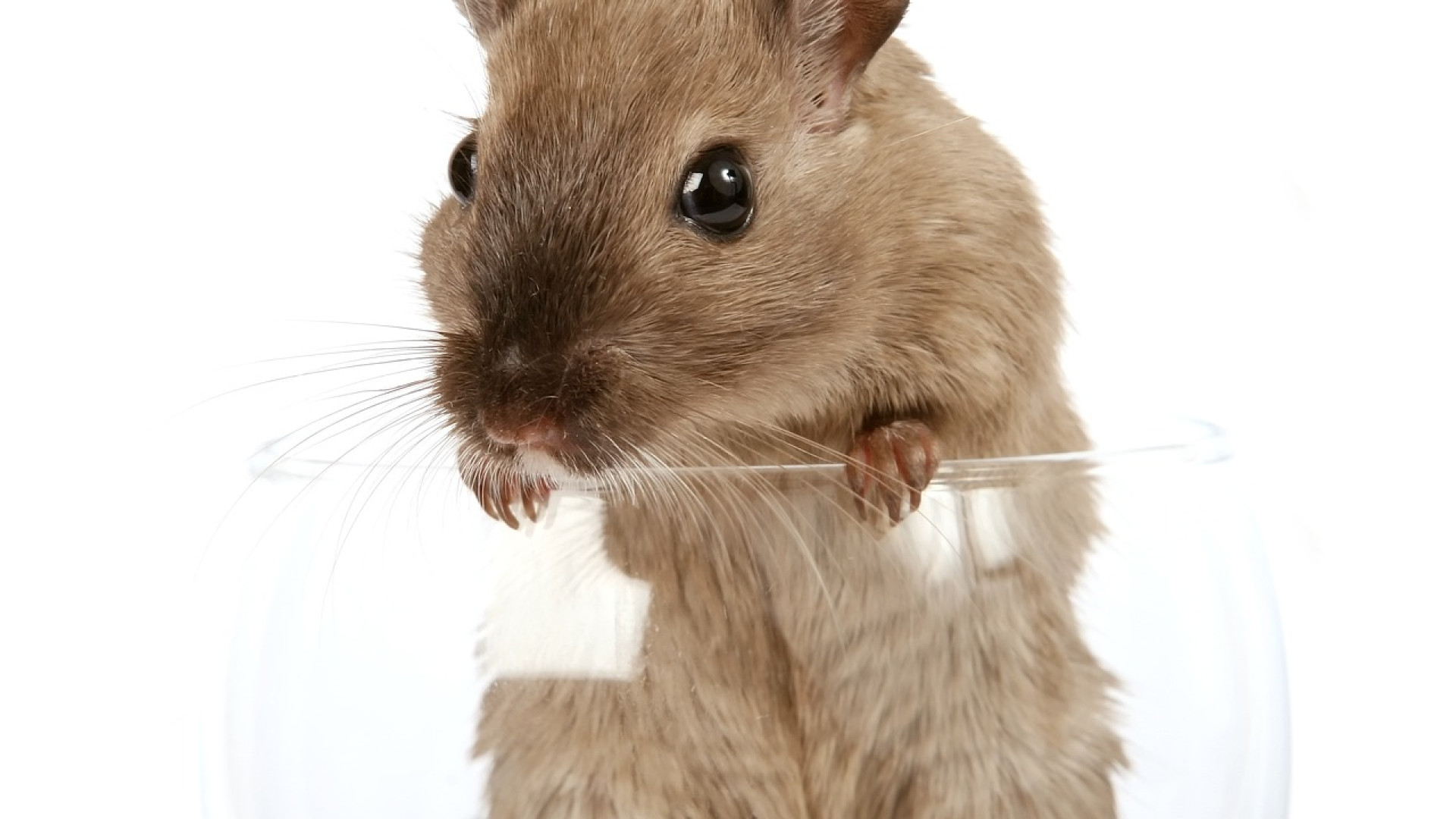 Entreprise à Grenobles : comment éliminer les rats de vos locaux ?