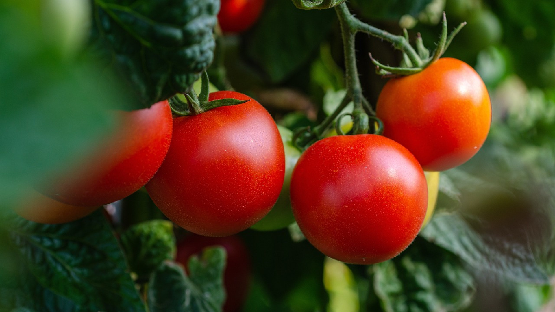 Comment bien réussir sa plantation de tomates ?