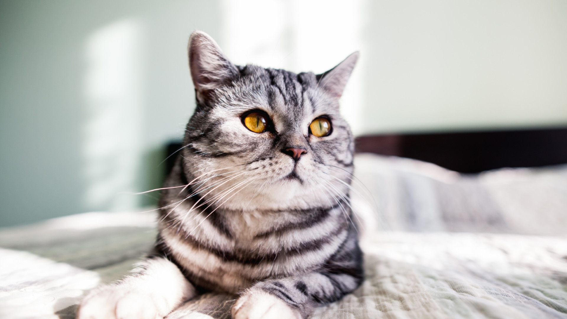 Comment soigner efficacement un chat malade ?